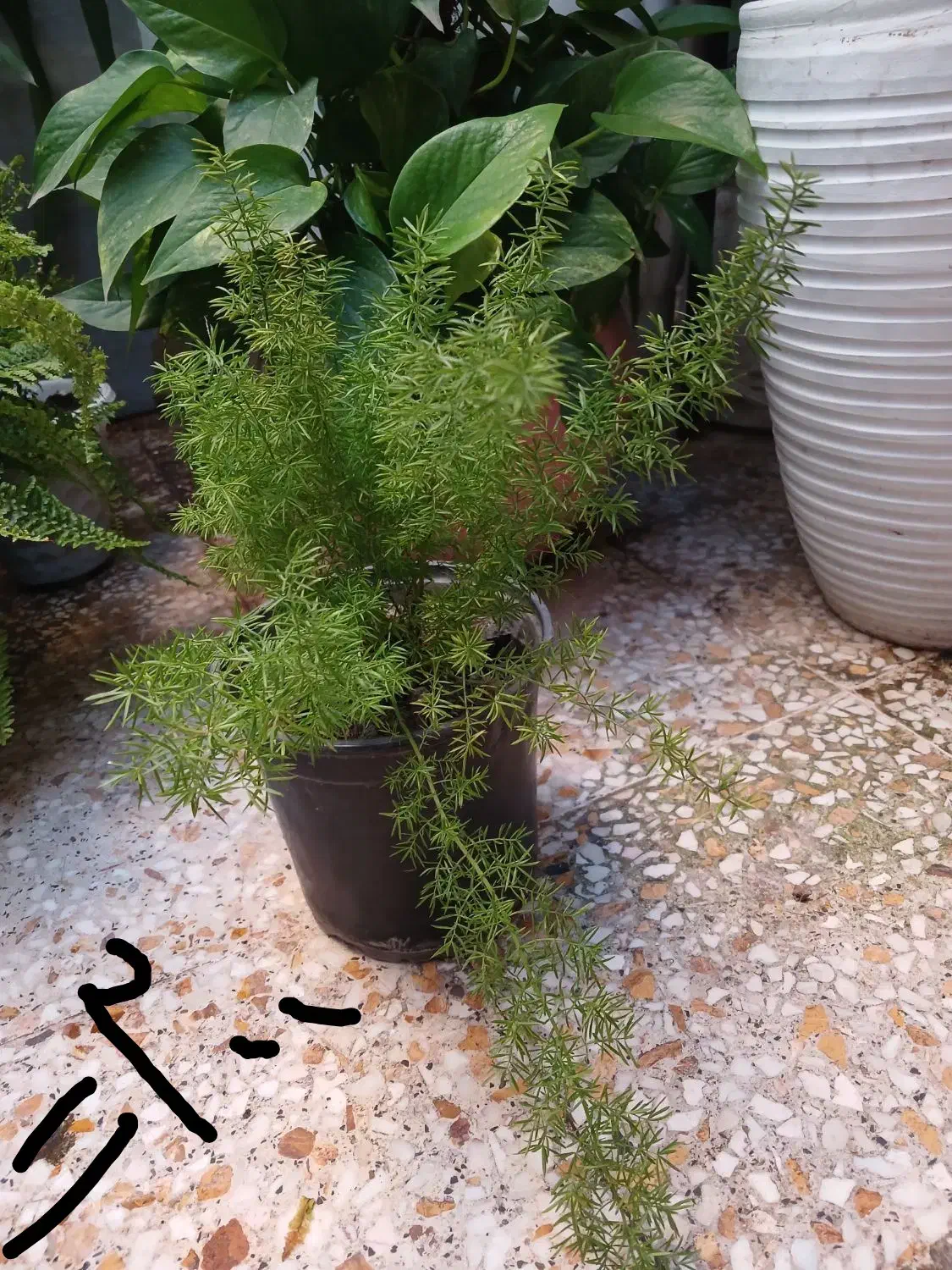 چندمدل گل طبیعی همه سالم ریشه دار|گل و گیاه طبیعی|رشت, نیروی دریایی|دیوار