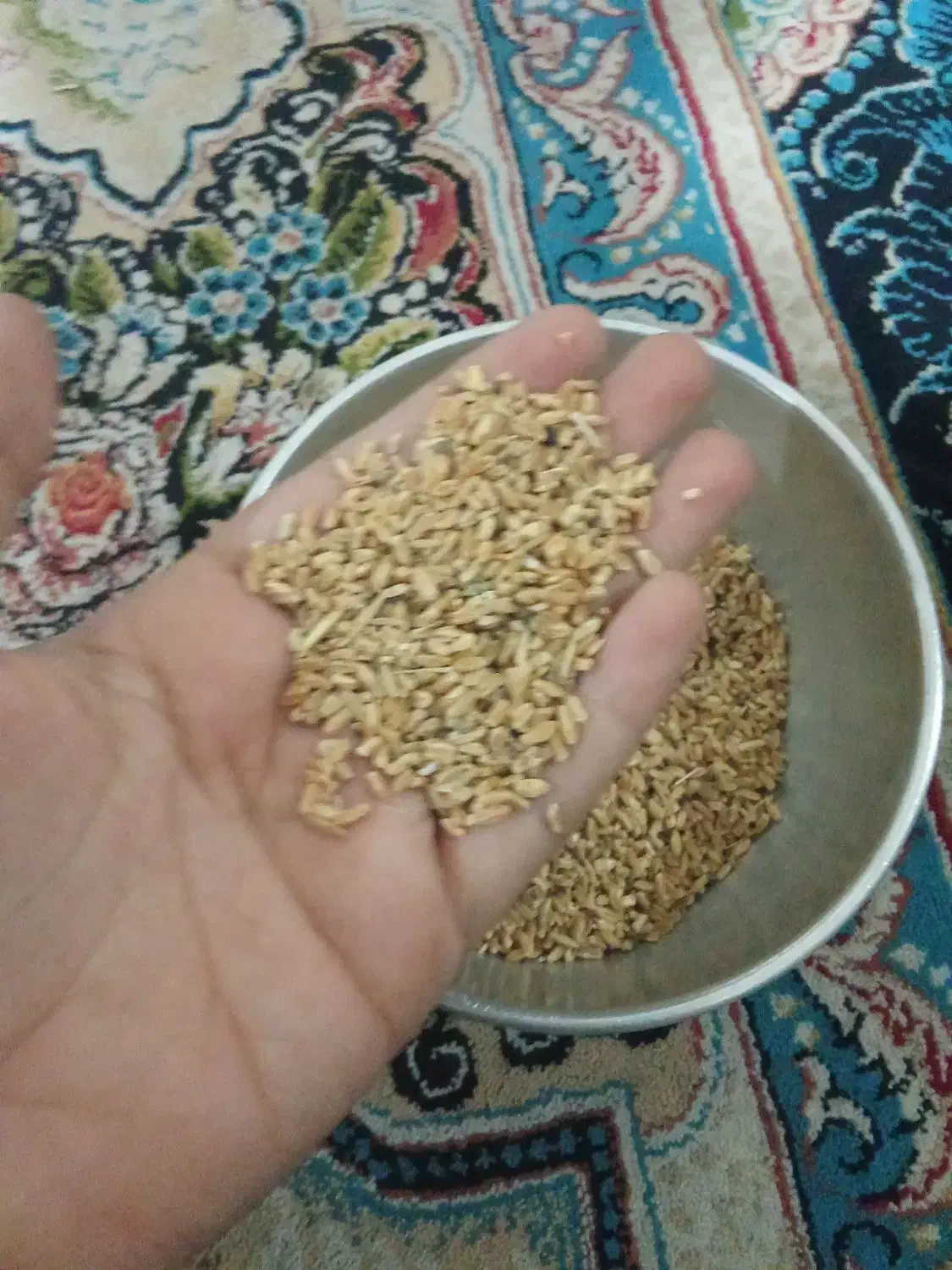 دانه گندم|عمده‌فروشی|کوهدشت, |دیوار