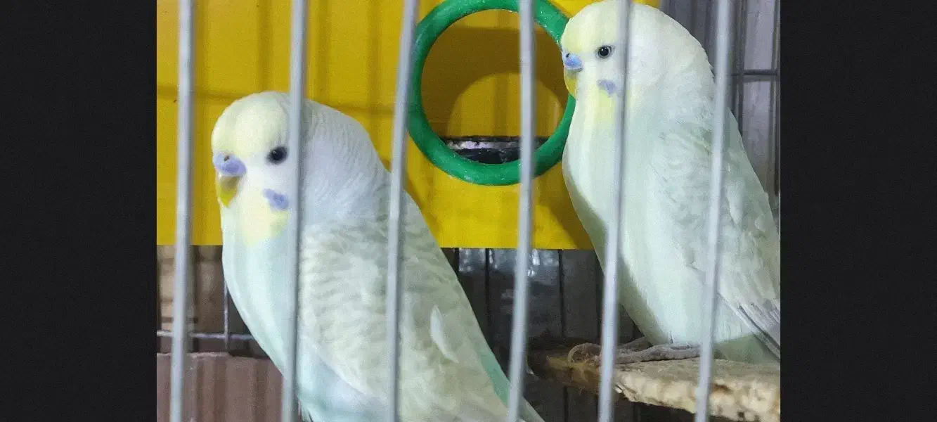 پرنده مرغ عشق رینبو|پرنده|اصفهان, آبشار|دیوار