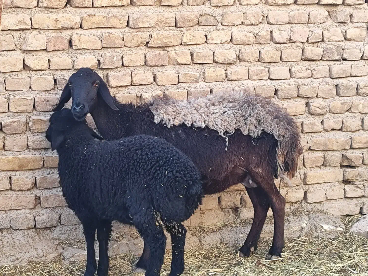 یک راس میش|حیوانات مزرعه|قلعه نو, |دیوار