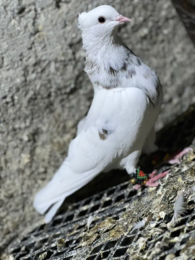 کبوترطوقی|پرنده|چابهار, |دیوار