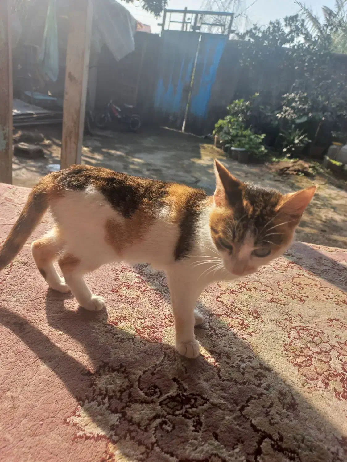 واگذاری کاملا رایگان گربه|گربه|کوچصفهان, |دیوار