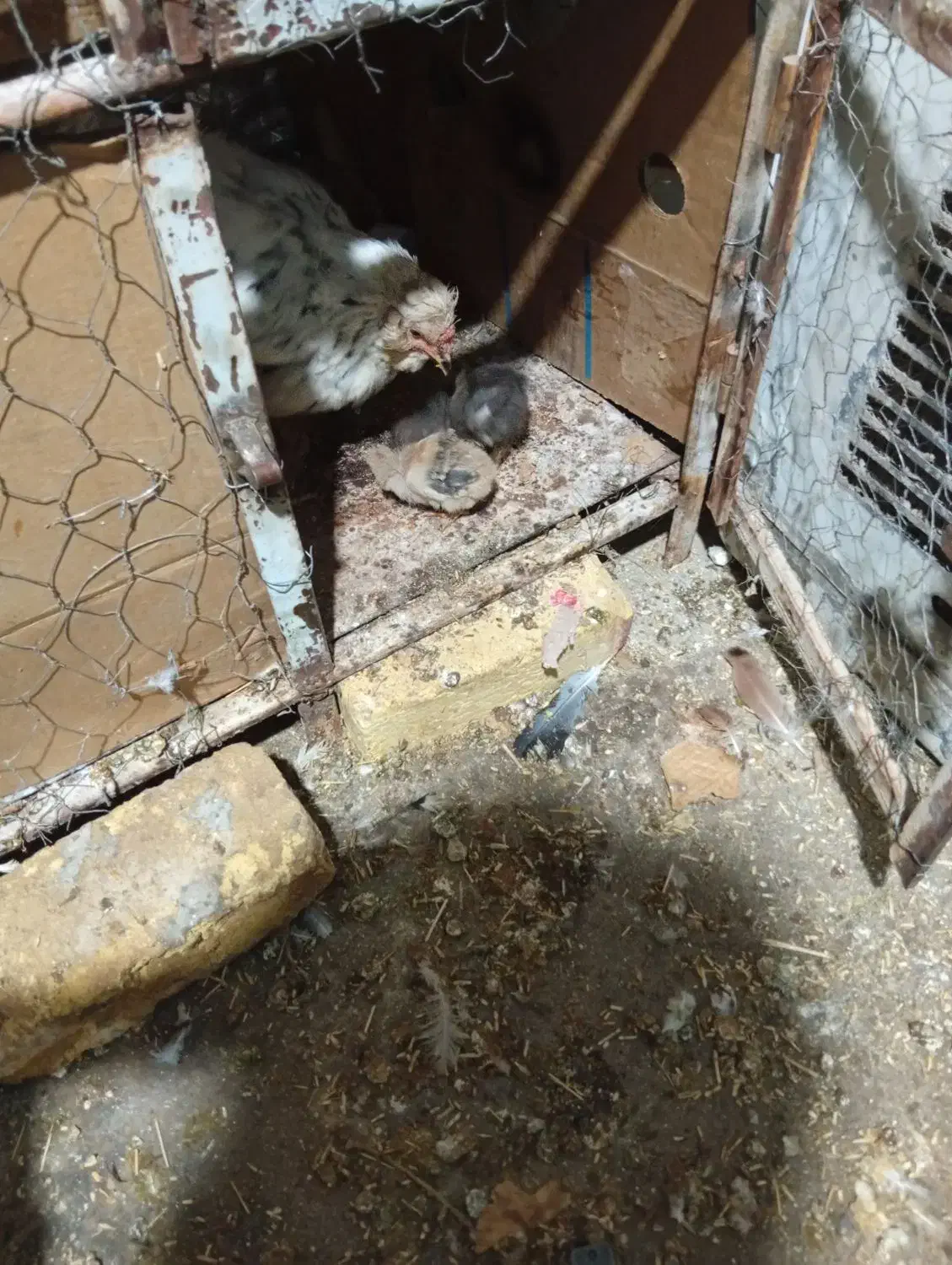 جوجه و مرغ|حیوانات مزرعه|شهرضا, |دیوار