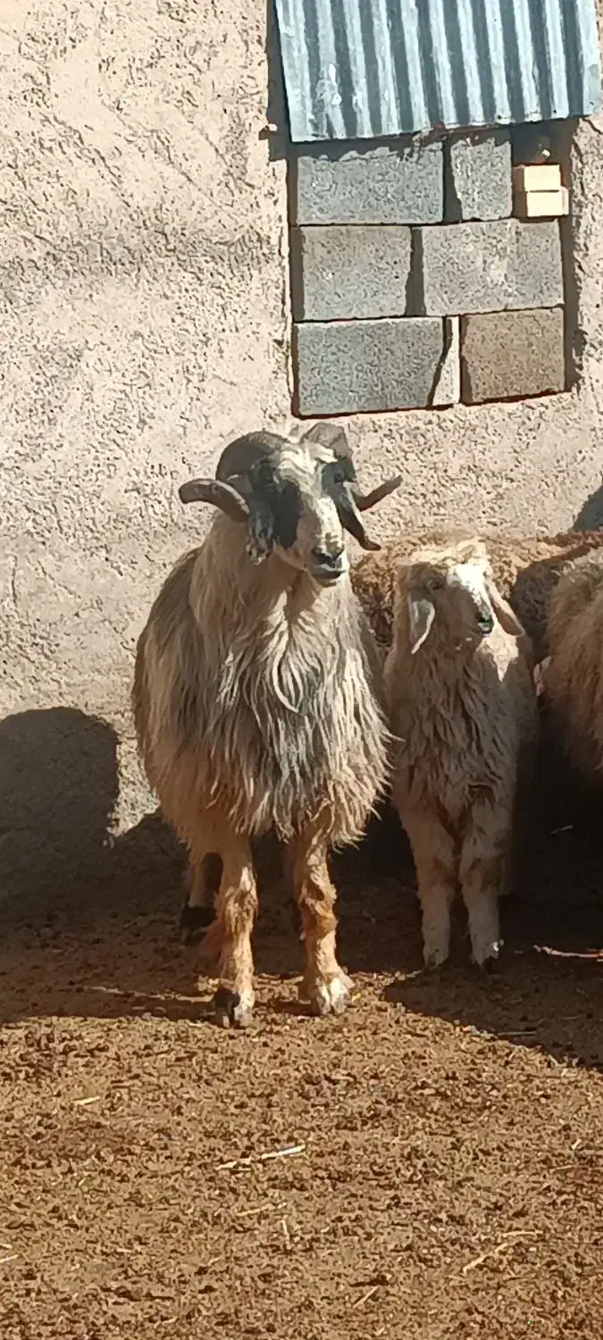 قوچ عربی|حیوانات مزرعه|خرامه, |دیوار