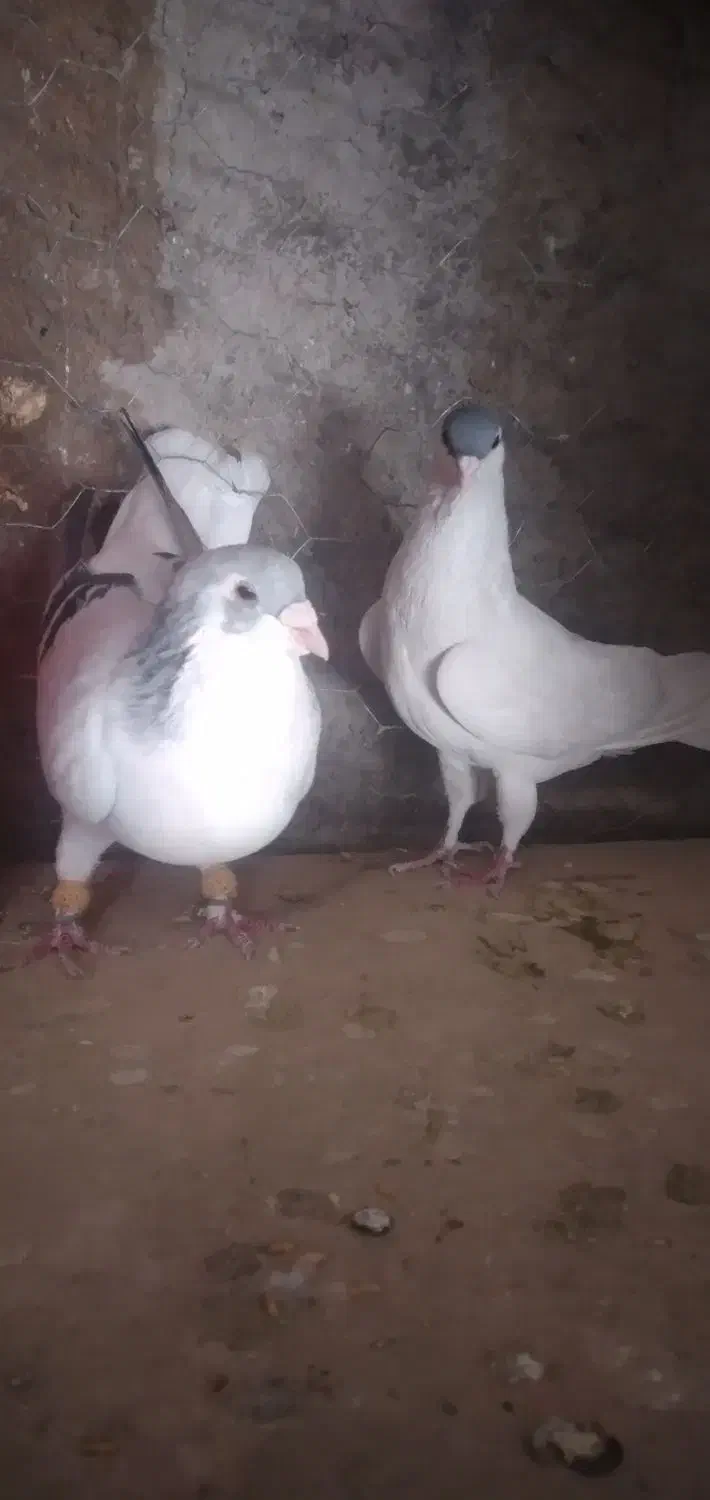 بدرنگ وشسی کبود|پرنده|محمدیه-قزوین, |دیوار