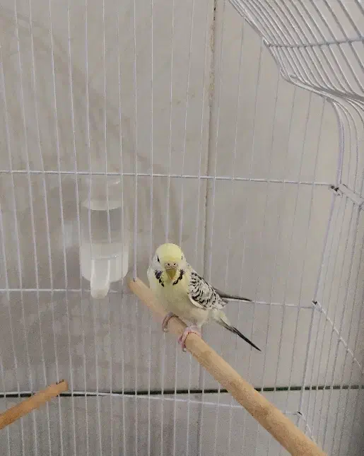 انگلیسی ماده|پرنده|شهرضا, |دیوار