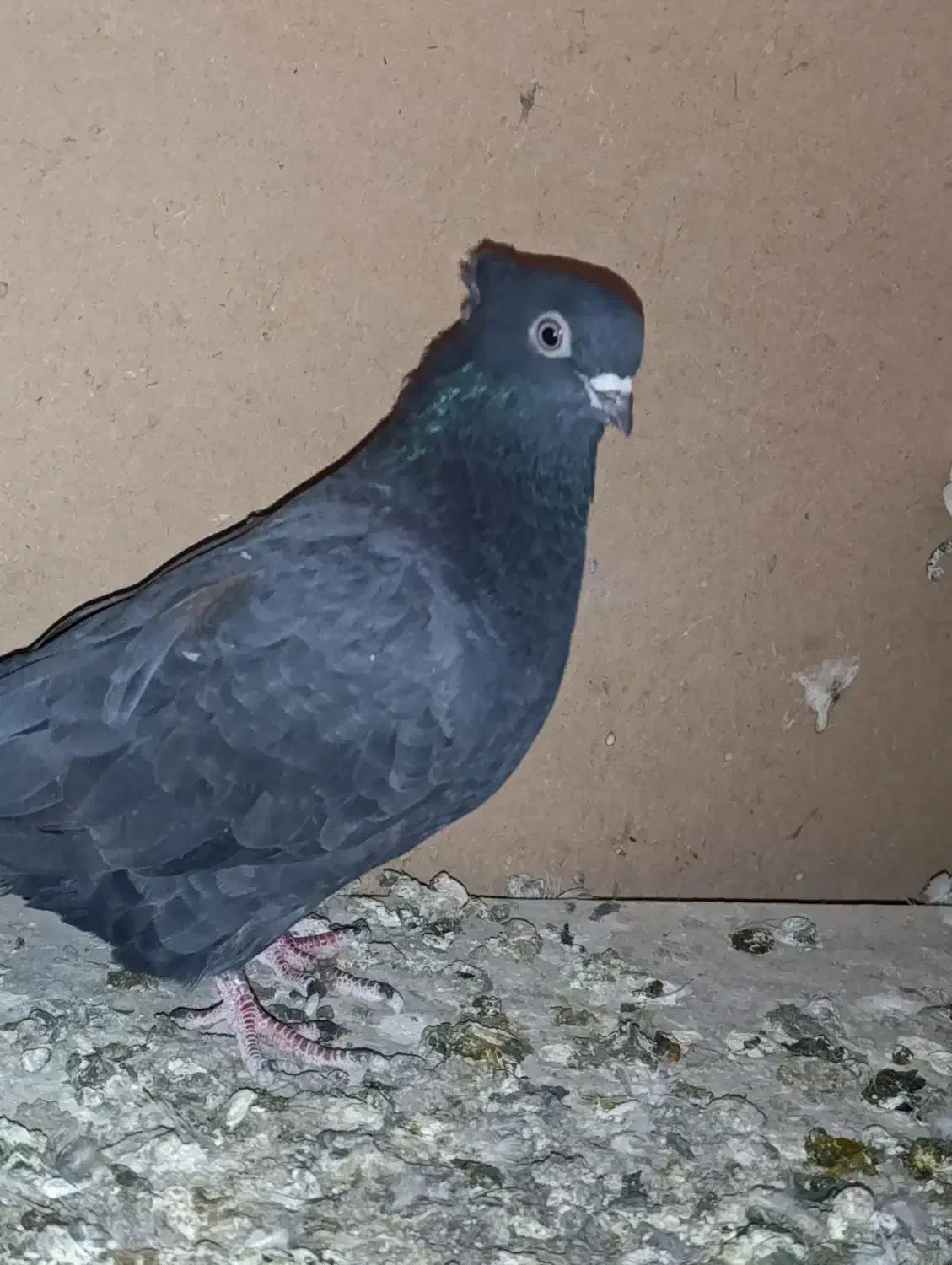 کبوتر زاغ|پرنده|قم, بلوار امین و ساحلی|دیوار