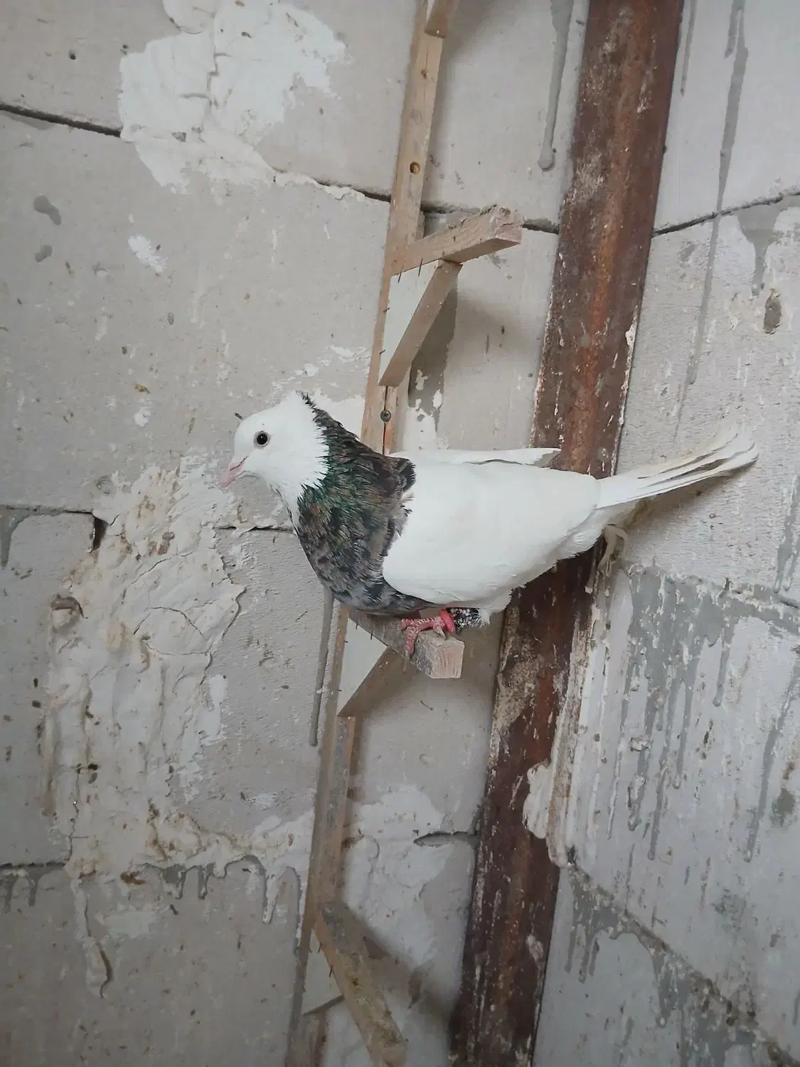 کفتر|پرنده|مشهد, کارمندان دوم|دیوار