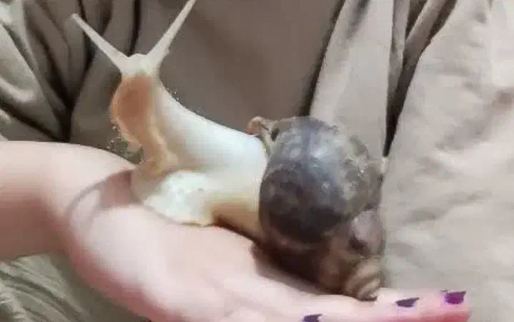 حلزون|خزنده|ارومیه, |دیوار