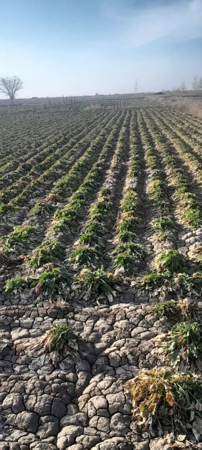 چغندر قند|لوازم جانبی حیوانات|عطاملک, |دیوار