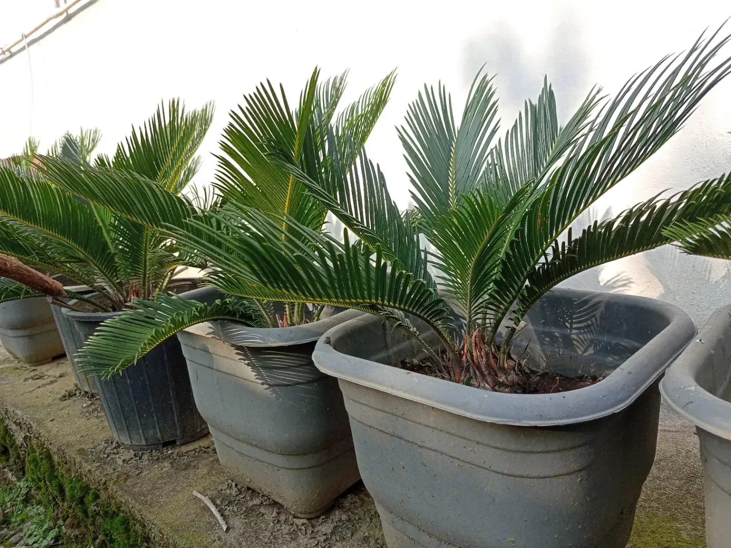 سیکاس|گل و گیاه طبیعی|رامسر, |دیوار