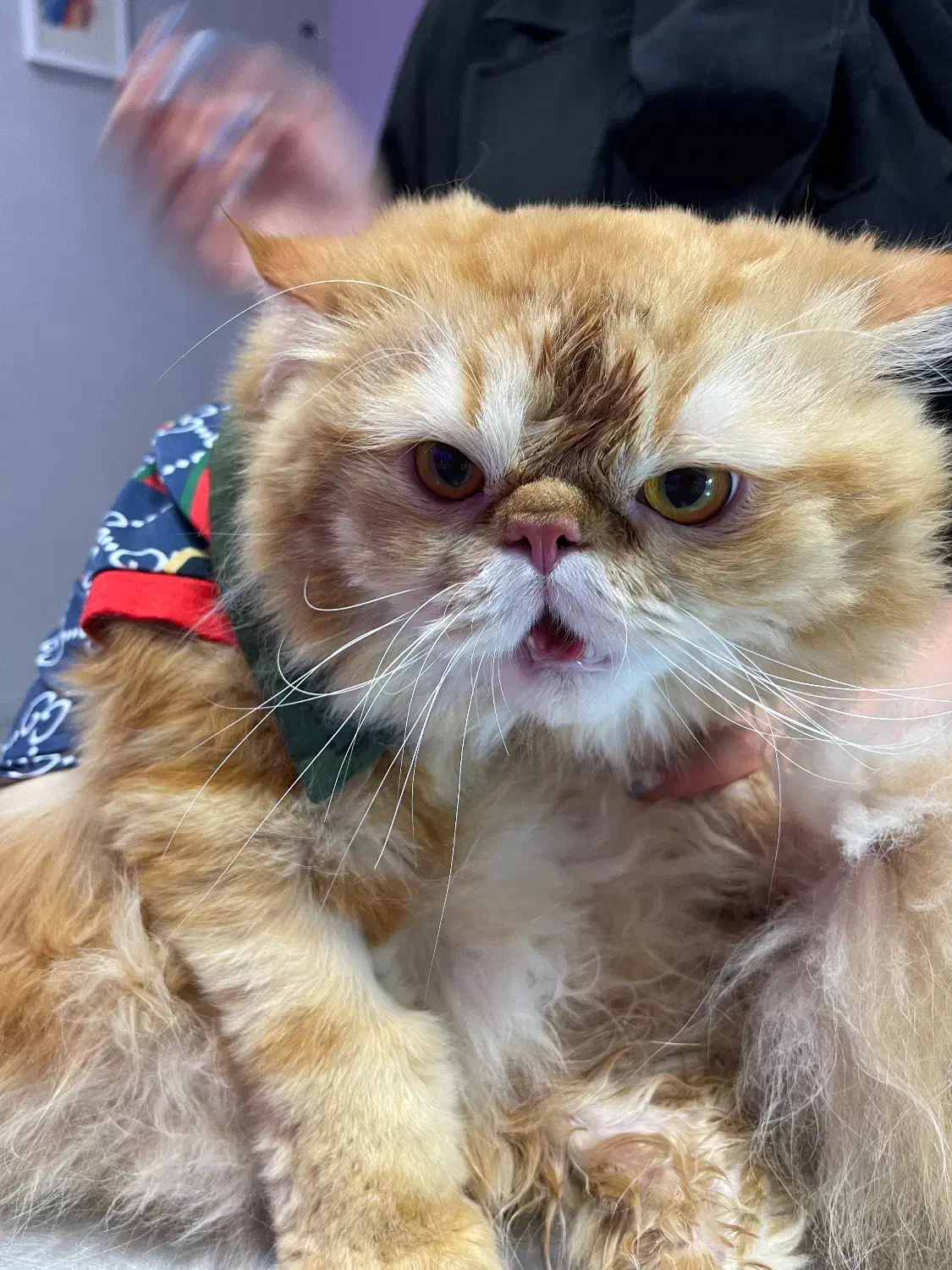 منشی دامپزشکی|استخدام درمانی، زیبایی، بهداشتی|قم, زنبیل آباد|دیوار