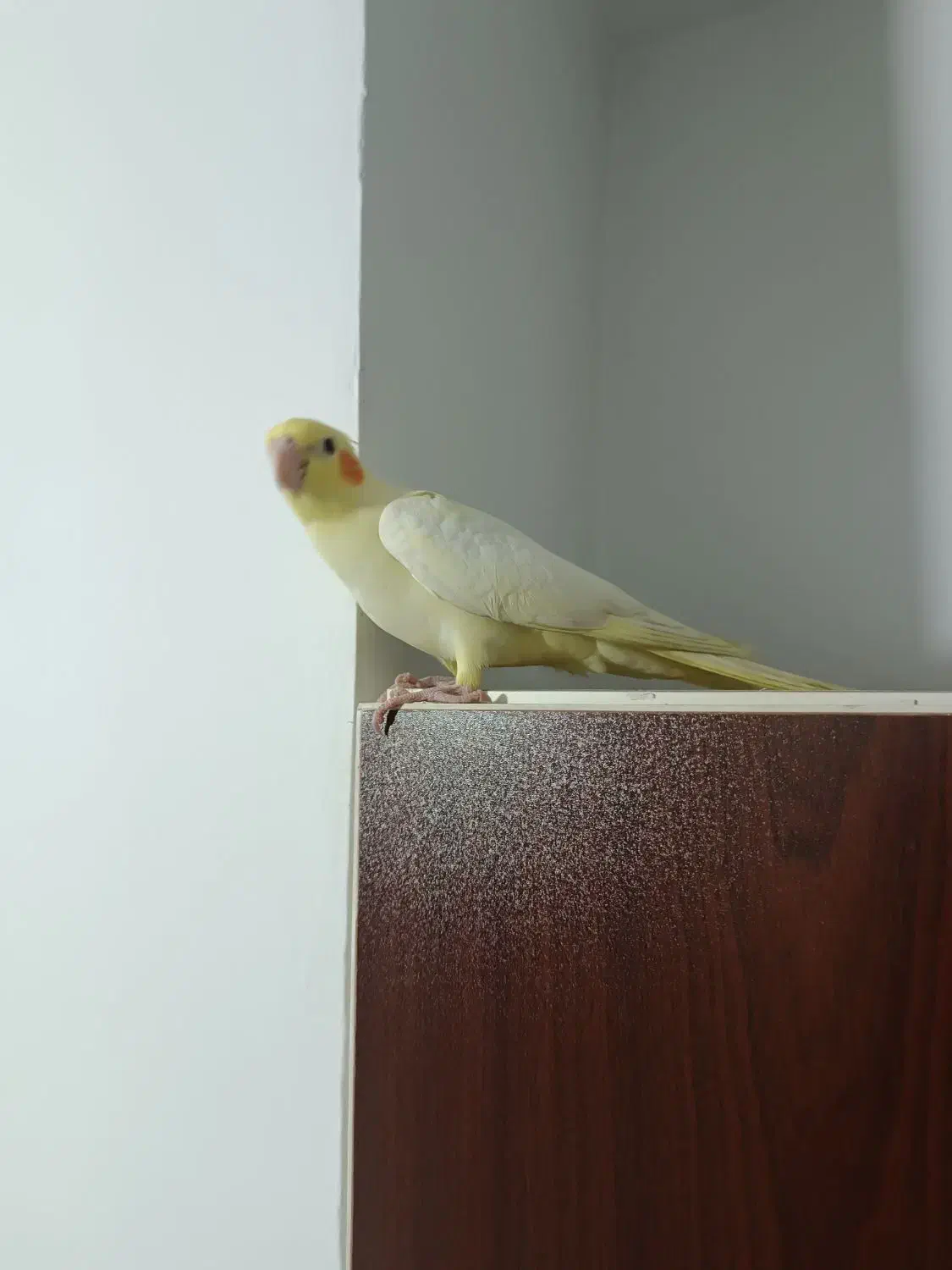 جوجه عروس هلندی دستی سهره|پرنده|باغستان, |دیوار