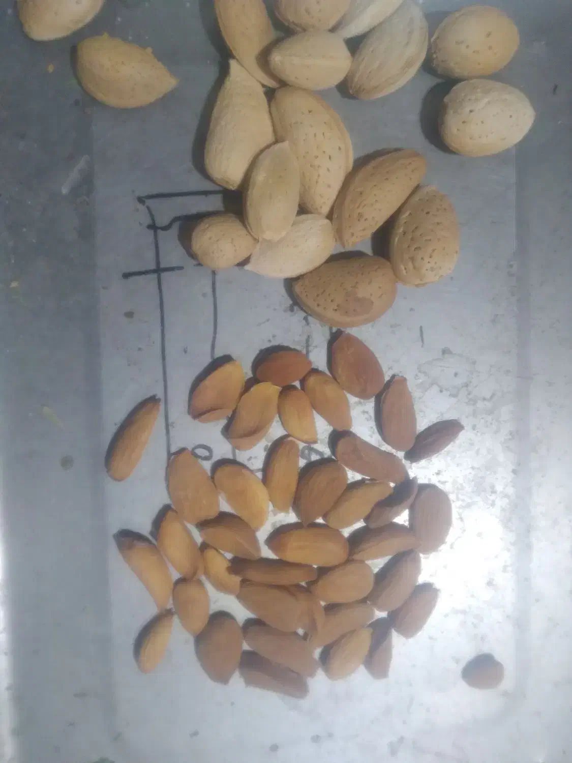 بادام|خوردنی و آشامیدنی|کشکوئیه, |دیوار