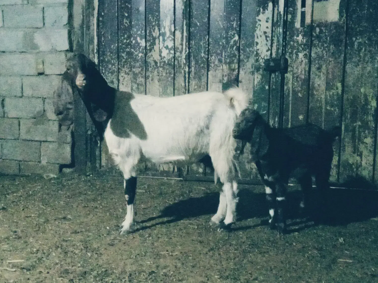 یک راس بز درشت|حیوانات مزرعه|فریمان, |دیوار