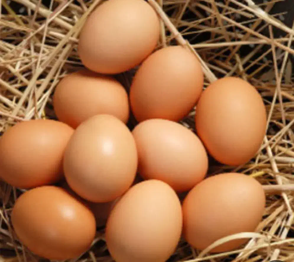 تخم مرغ محلی|خوردنی و آشامیدنی|قوچان, |دیوار