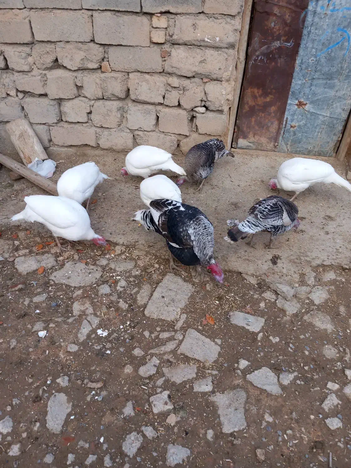 بوقلمون|حیوانات مزرعه|دورود, |دیوار