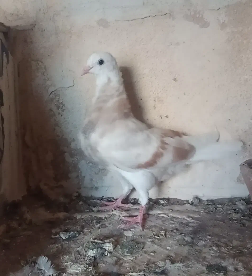 جوجه شازده زرد|پرنده|قم, صفاشهر|دیوار