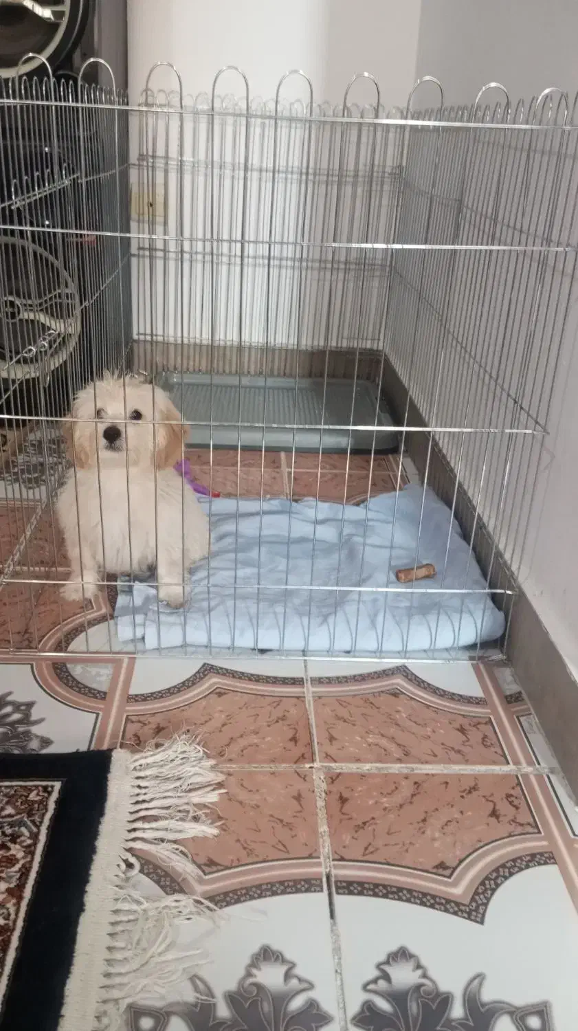 سگ مینیاتوری پودل مالتیز|سگ|فردوسیه, |دیوار