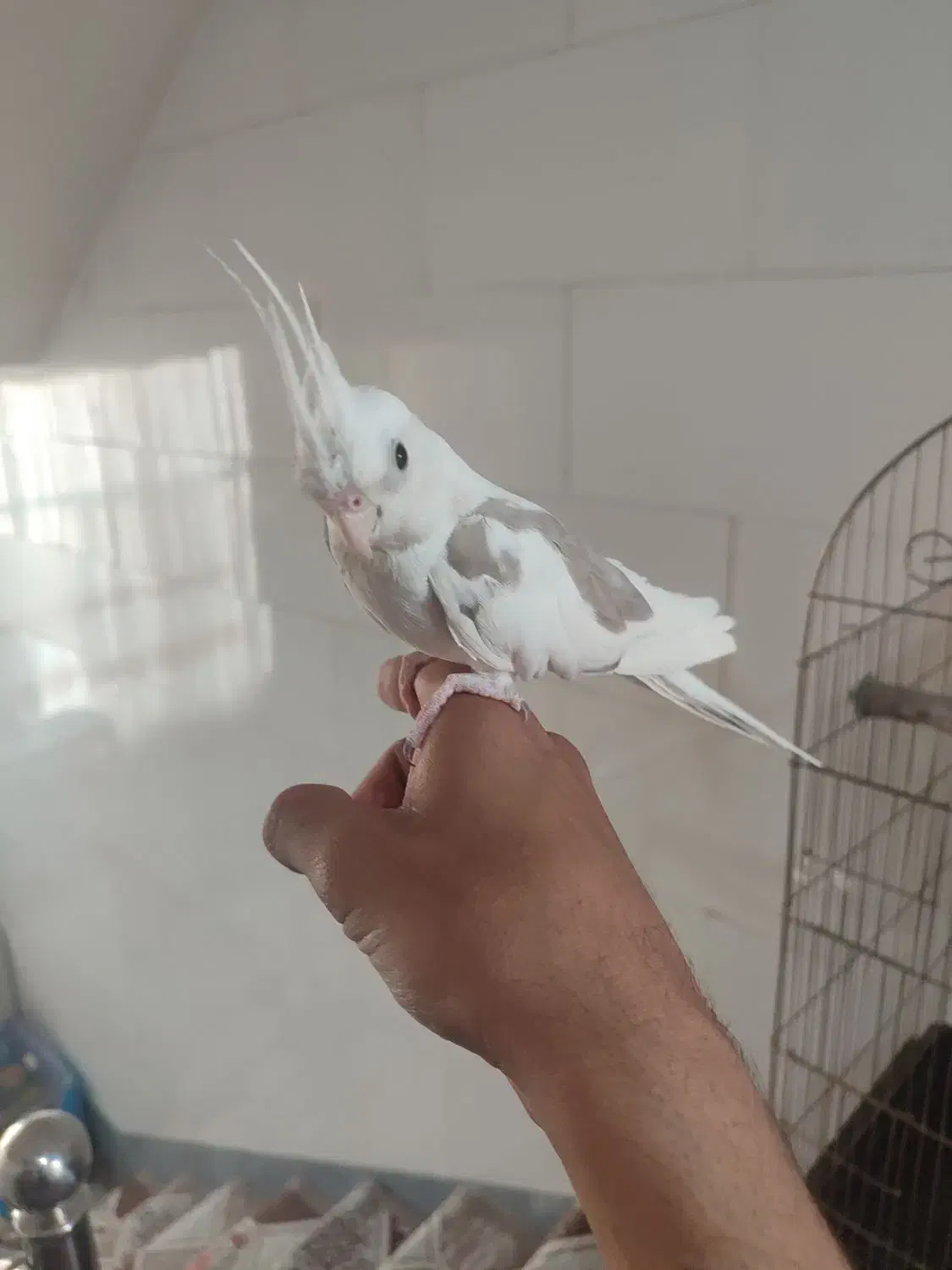 عروس هلندی دستی|پرنده|ساوه, |دیوار