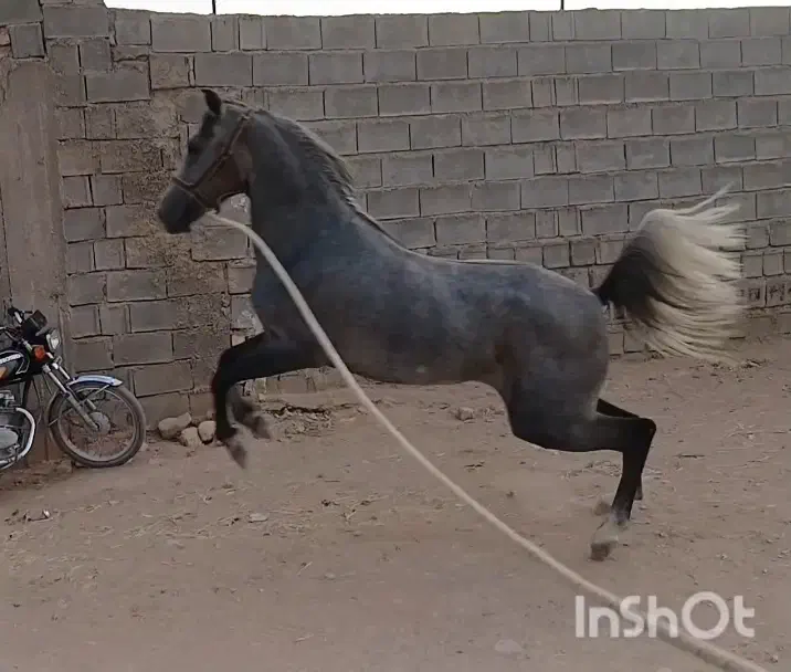 کره مادیان‌|اسب و تجهیزات اسب‌سواری|رونیز, |دیوار