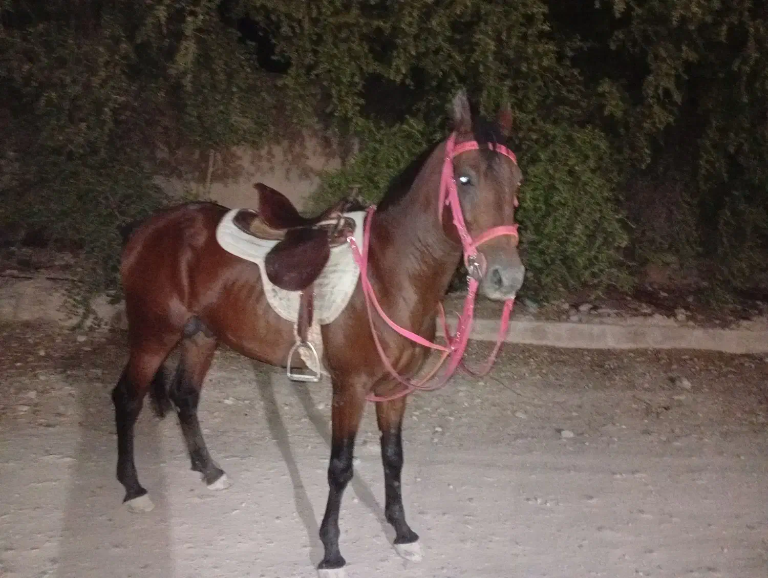 اسب کورس|اسب و تجهیزات اسبسواری|کازرون, |دیوار