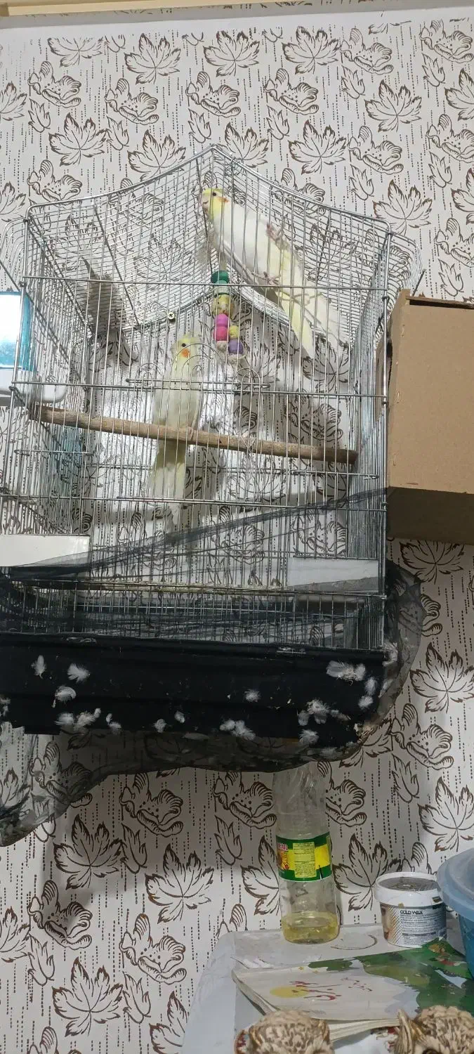 عروس هلندی|پرنده|حمیدیه, |دیوار