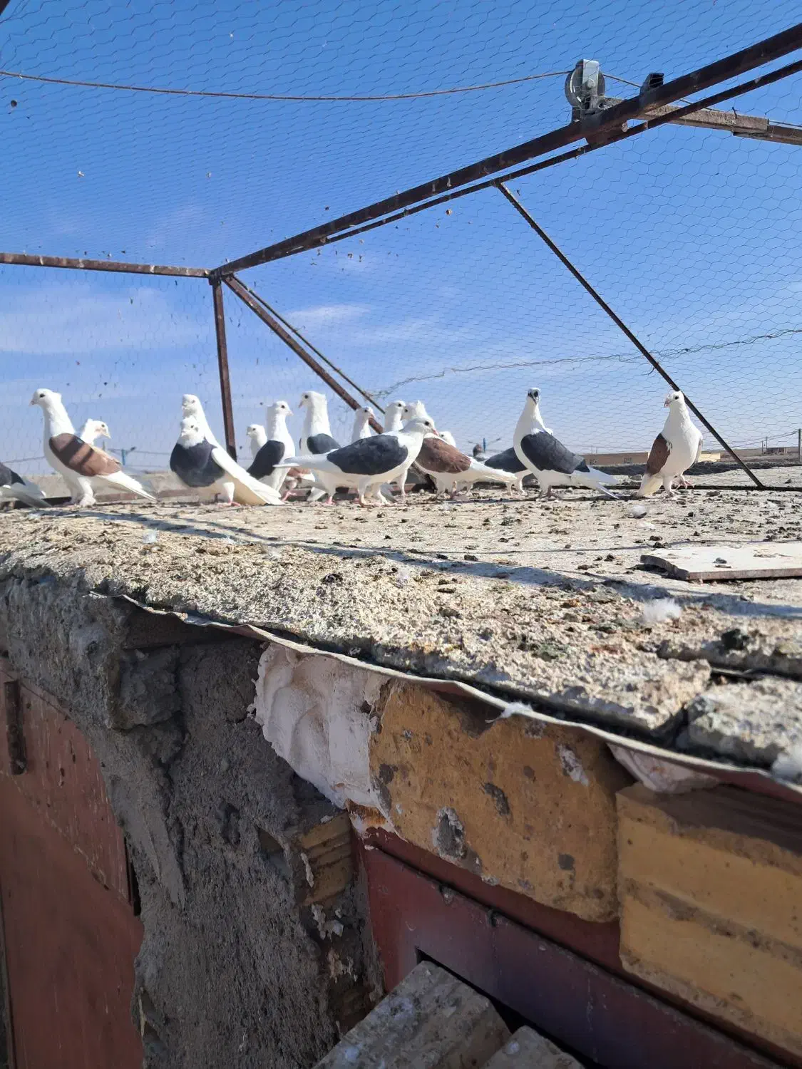 پشت سیاه پشت سرخ نر|پرنده|رفسنجان, |دیوار