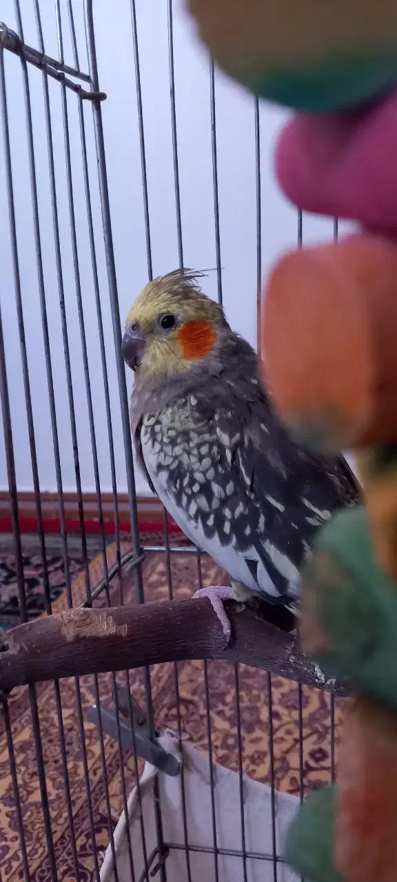 عروس هلندی جفت سخنگو|پرنده|نورآباد, |دیوار