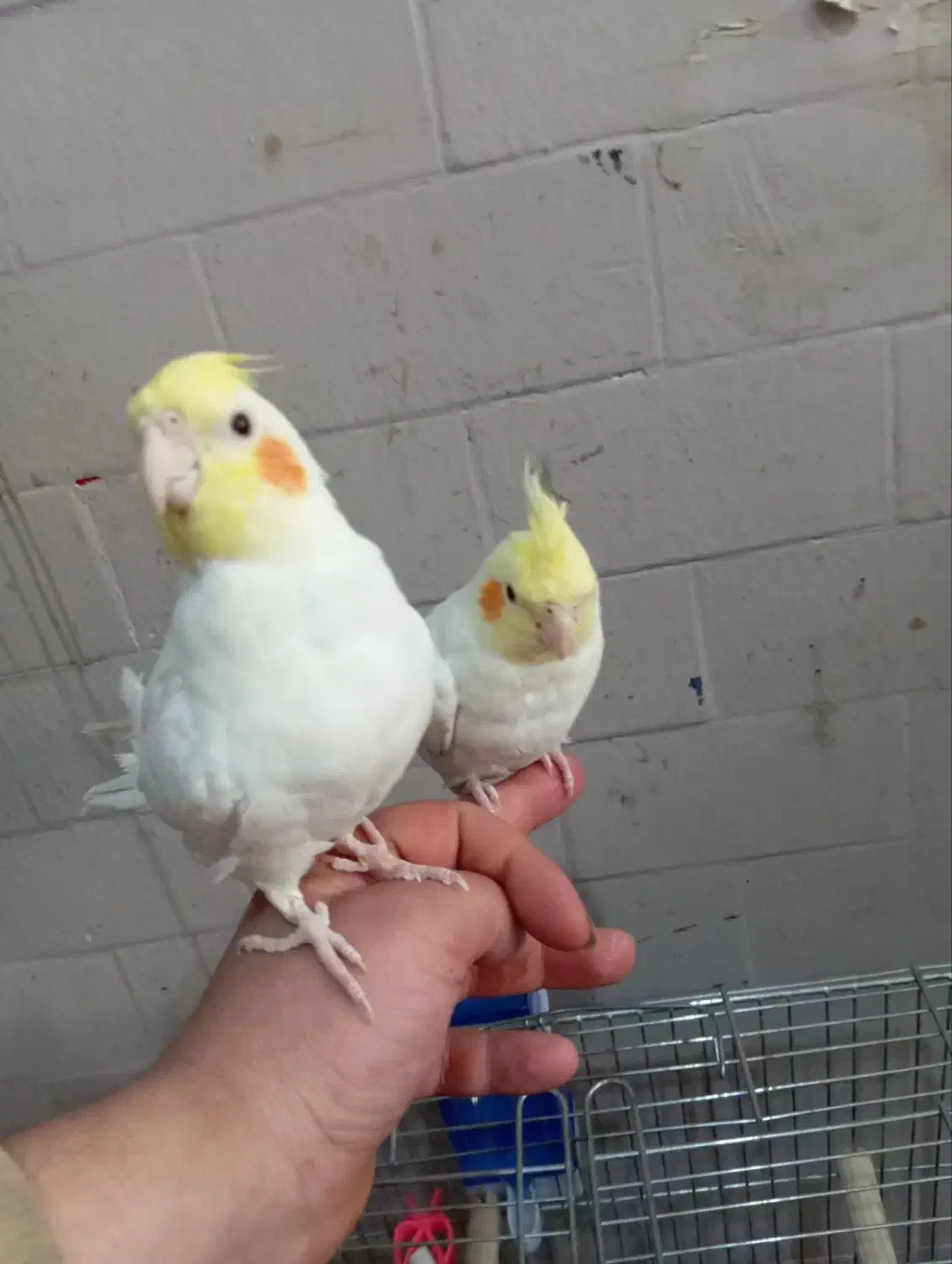 عروس هلندی|پرنده|مشگین شهر, |دیوار