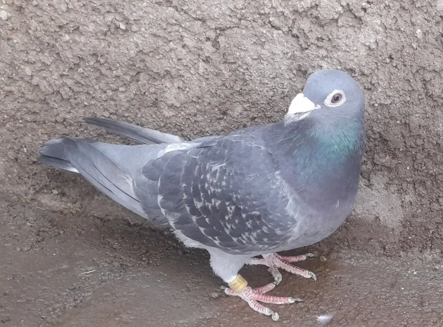 کبوتر رنگی .مسافتی|پرنده|بوئین زهرا, |دیوار