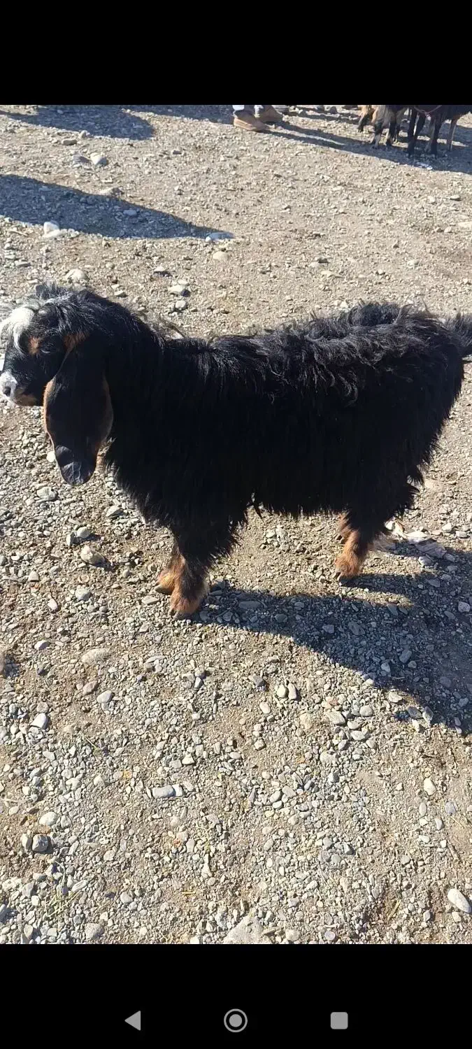 فروش دو عدد بزغاله(جیسک)نر چاق|حیوانات مزرعه|اشنویه, |دیوار