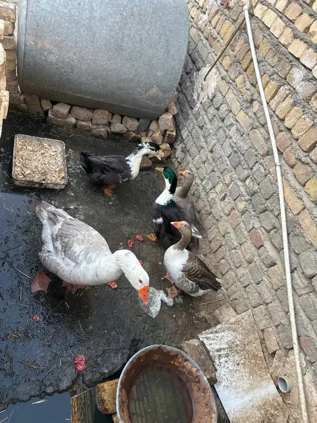 غاز مینیاتوری|حیوانات مزرعه|قم, بنیاد|دیوار