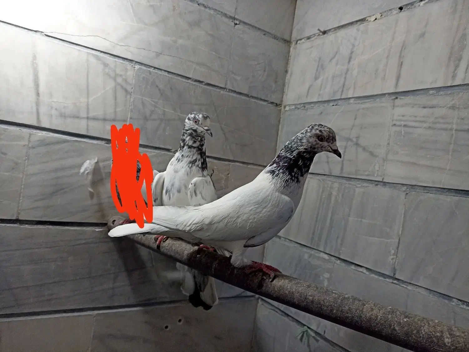 کبوتر|پرنده|بروجرد, |دیوار