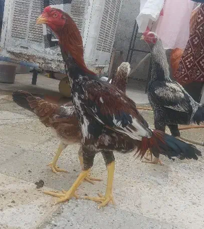 لاری|حیوانات مزرعه|قزوین, |دیوار