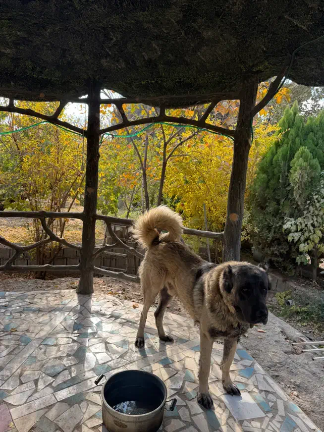 توله سگ سرابی ژرمن|سگ|تهران, جوادیه|دیوار