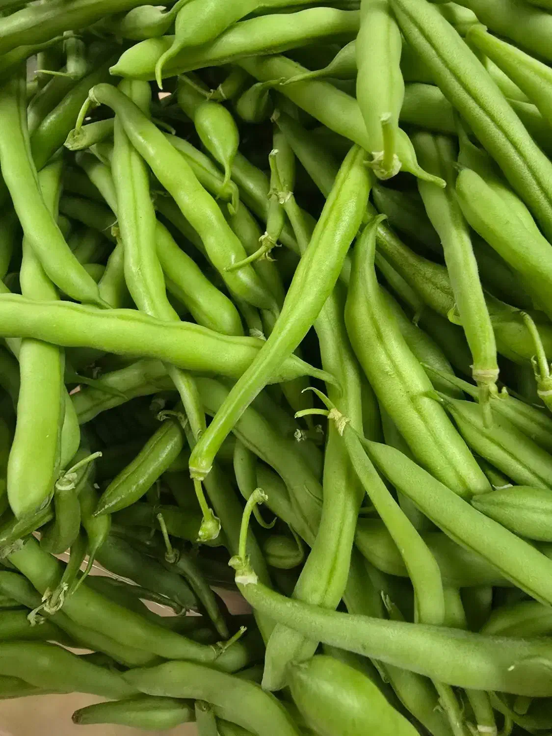 لوبیا سبز|خوردنی و آشامیدنی|خمینیشهر, |دیوار