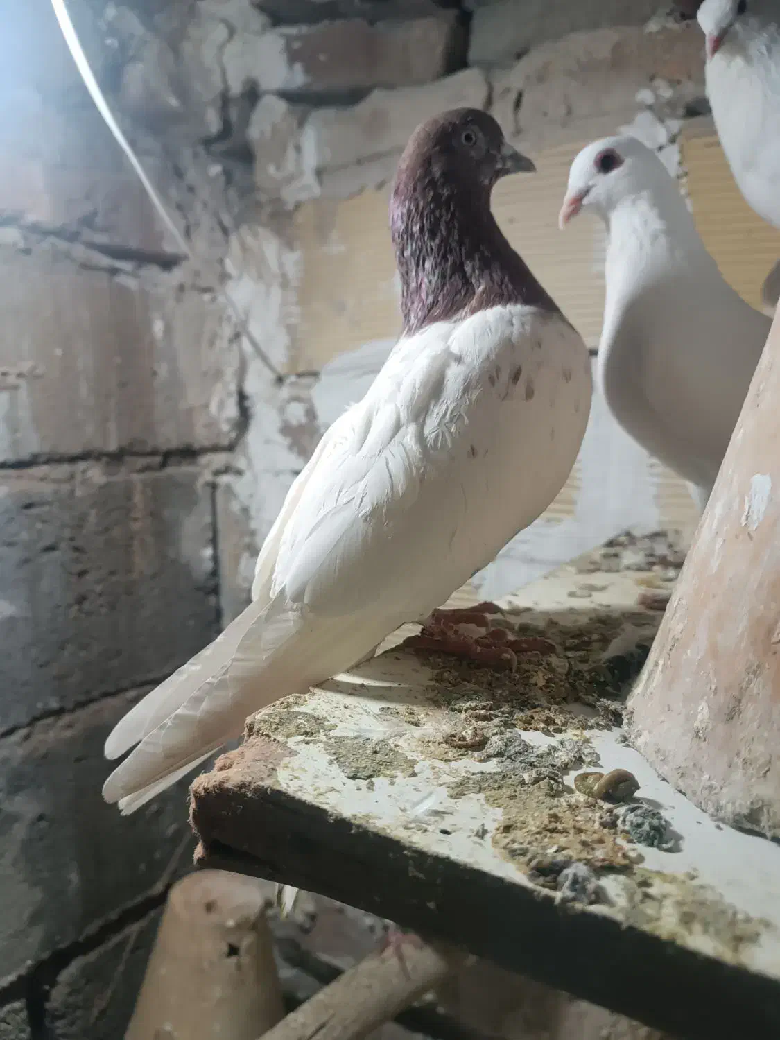 کبوتر|پرنده|تبریز, |دیوار