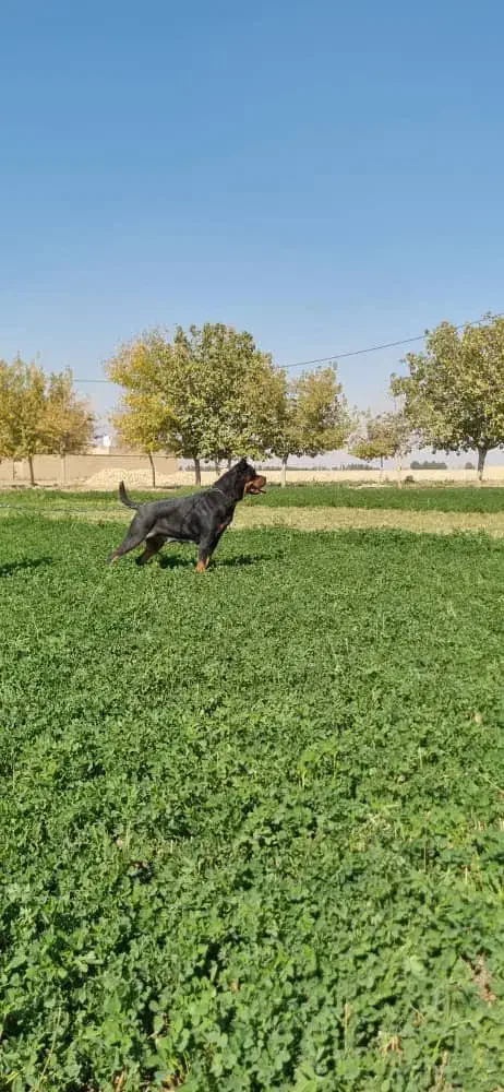 فروش سگ روتوایلر|سگ|اصفهان, مهدیه|دیوار