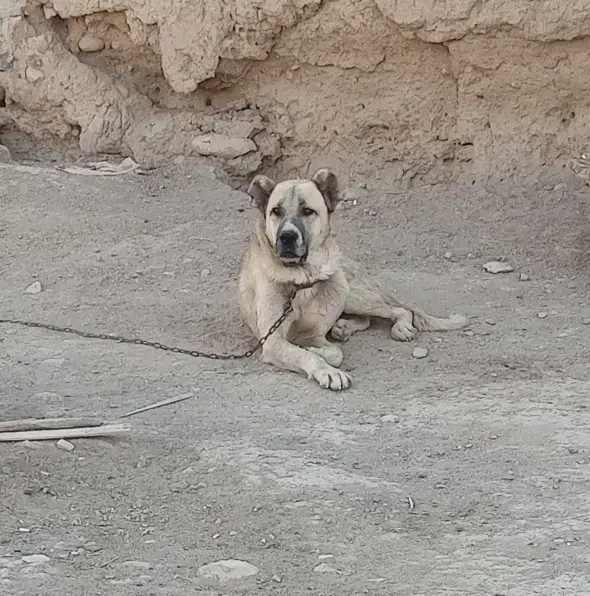 سگ سرابی|سگ|فامنین, |دیوار