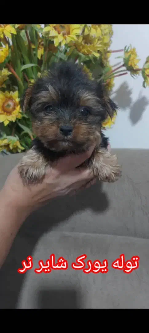 سگ یورکشایر نر|سگ|ماهدشت, |دیوار