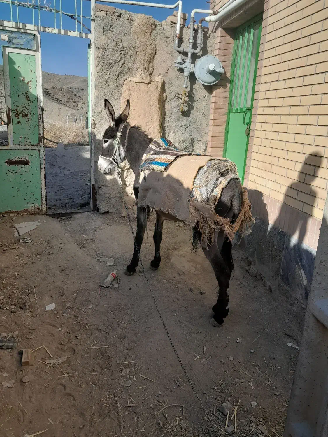 الاغ|حیوانات مزرعه|بیرجند, |دیوار