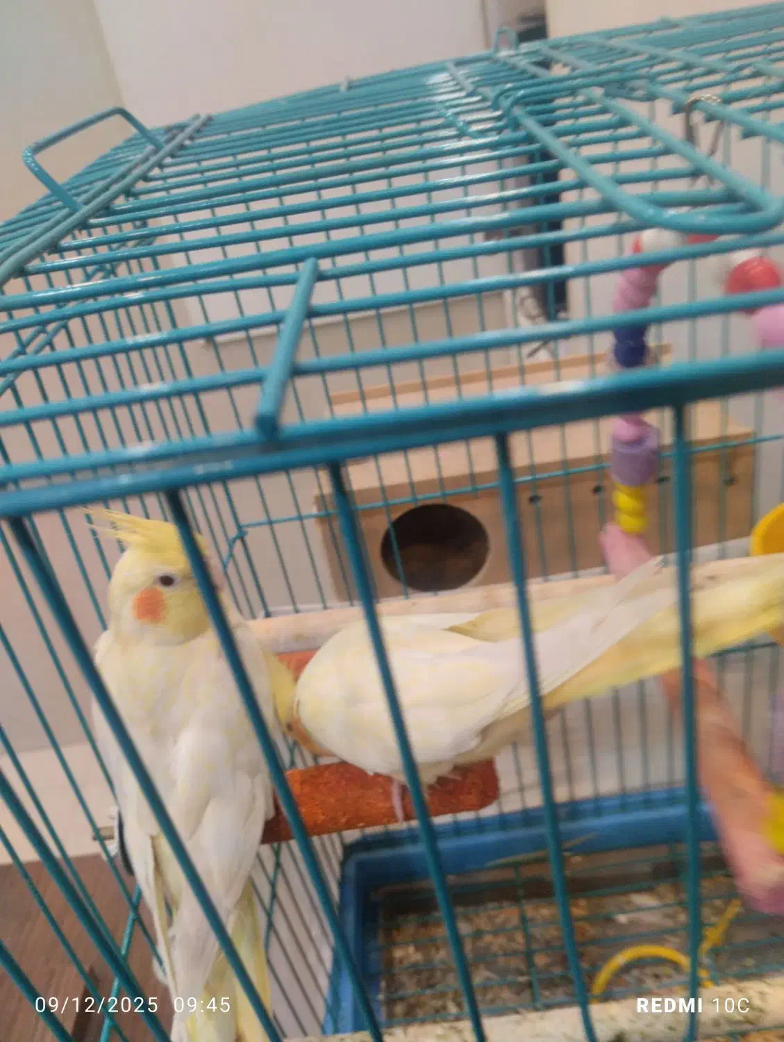 فروش یک جفت عروس هلندی سرحال|پرنده|اهواز, سپیدار|دیوار