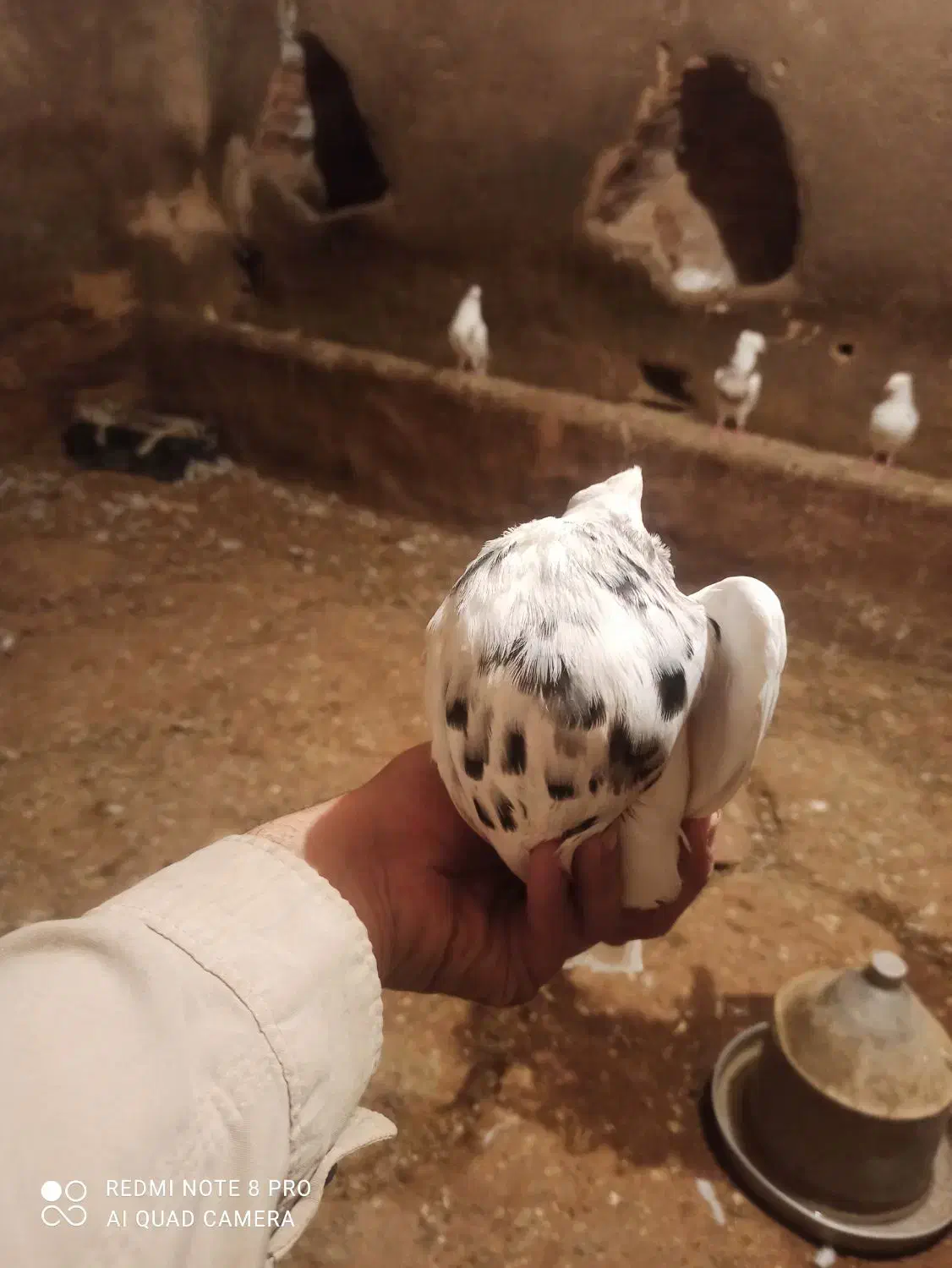 پرنده|پرنده|کنگاور, |دیوار