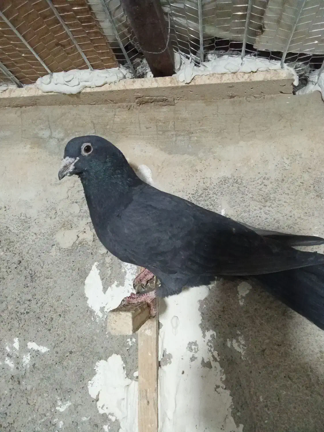 نر زاغ کرمانی|پرنده|گلبهار, شهر جدید گلبهار|دیوار