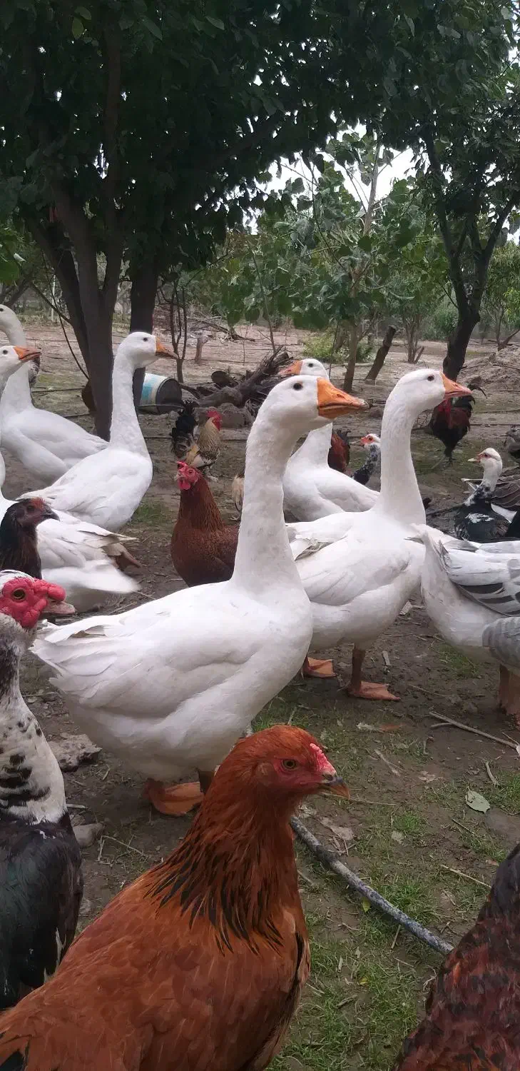 غاز|حیوانات مزرعه|گرگان, |دیوار