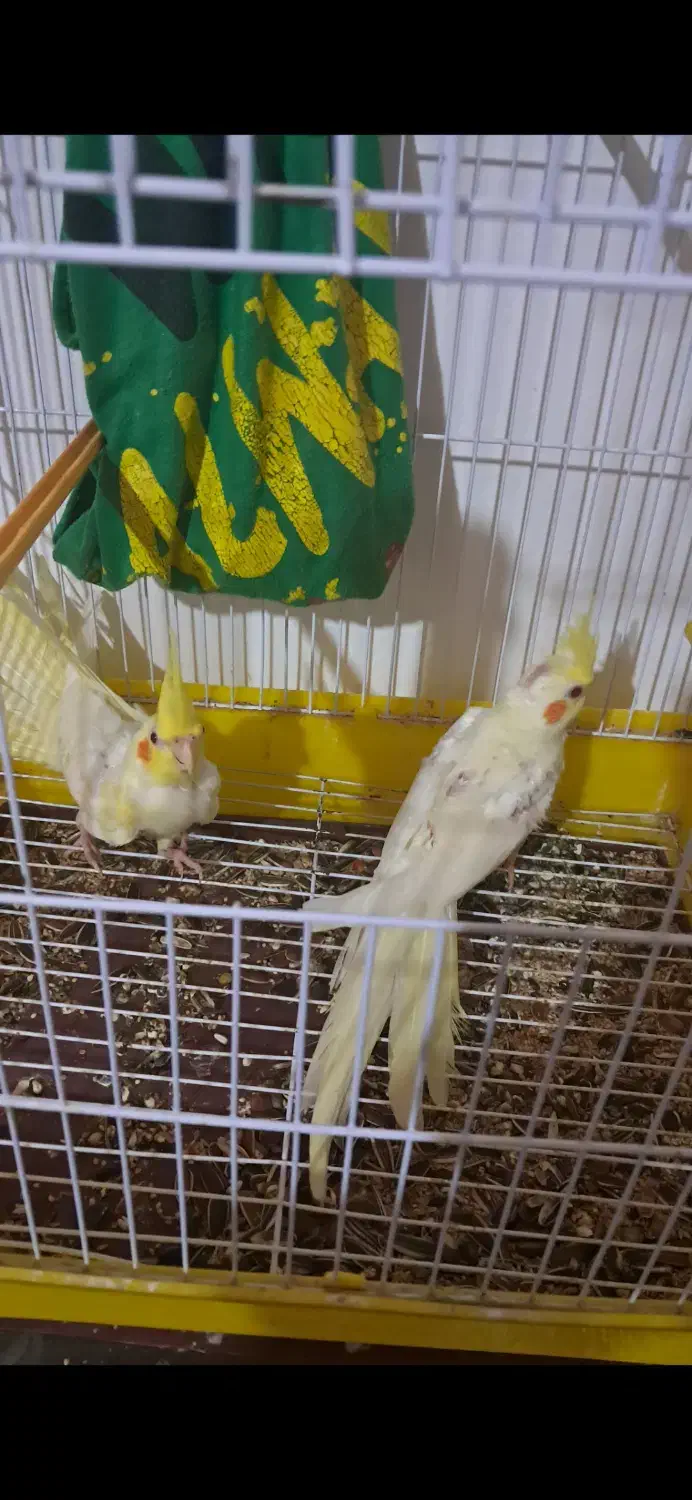 عروس هلندی تازه دون خور|پرنده|کلاچای, |دیوار