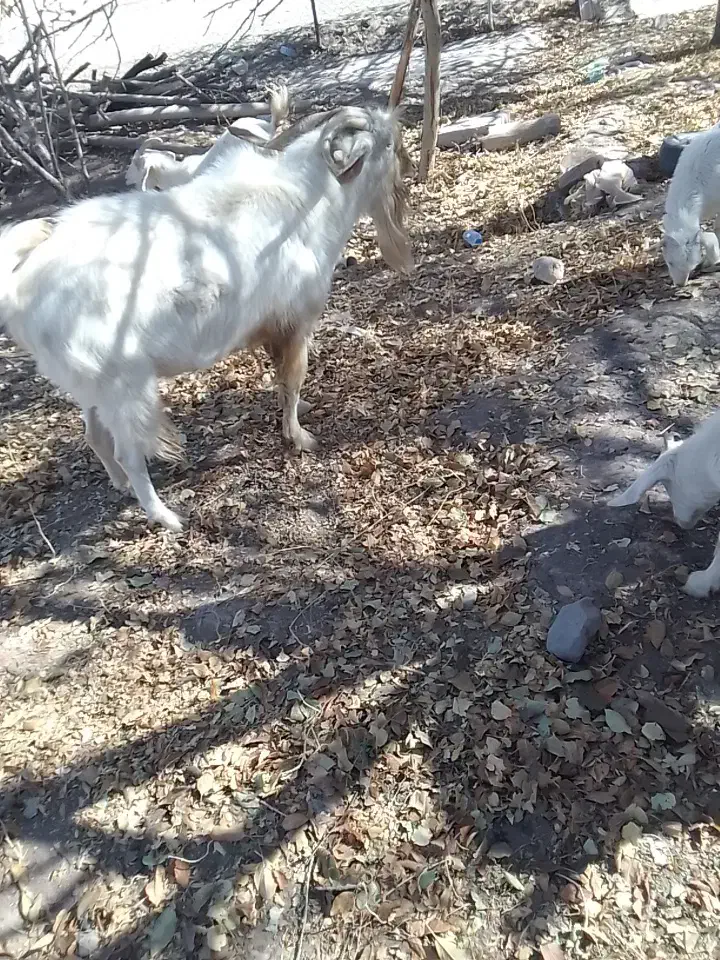 نری سانن|حیوانات مزرعه|درب بهشت, |دیوار