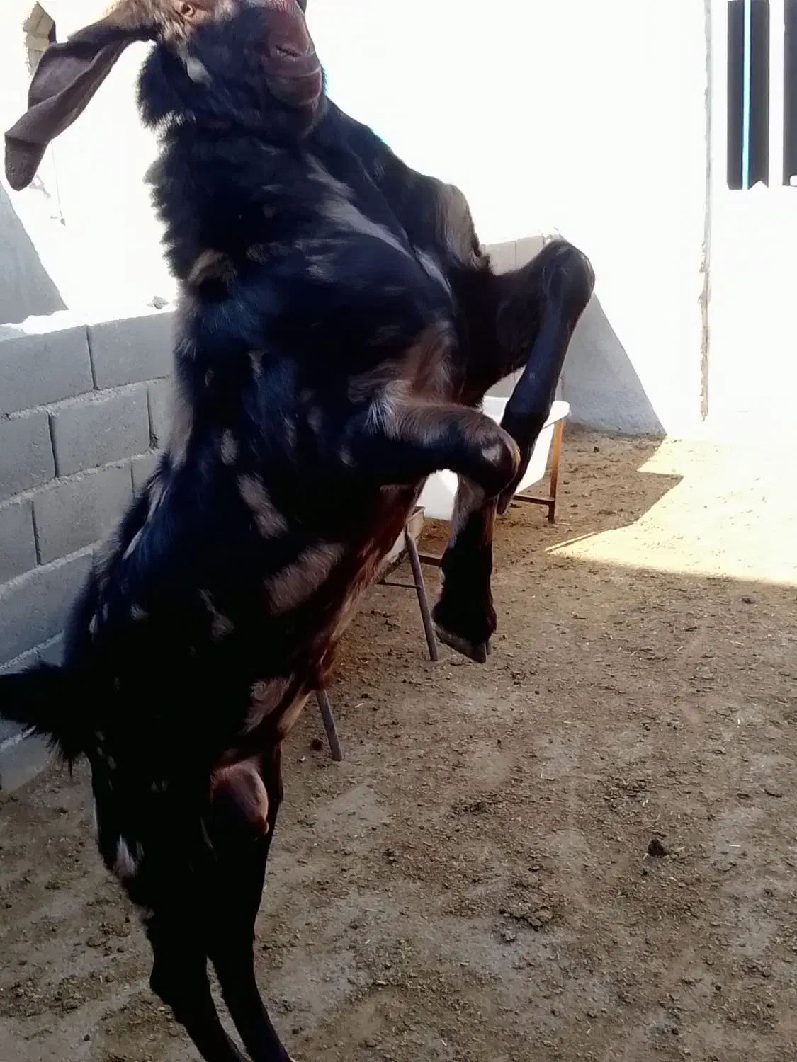 بز نر پاکستانی جوان|حیوانات مزرعه|قوچان, |دیوار