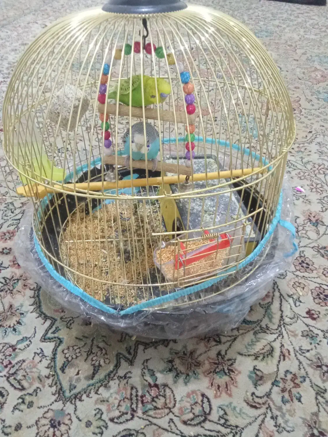 دوعددمرغ‌عشق‌فروشی|پرنده|مشهد, مصلی (کارمندان اول)|دیوار